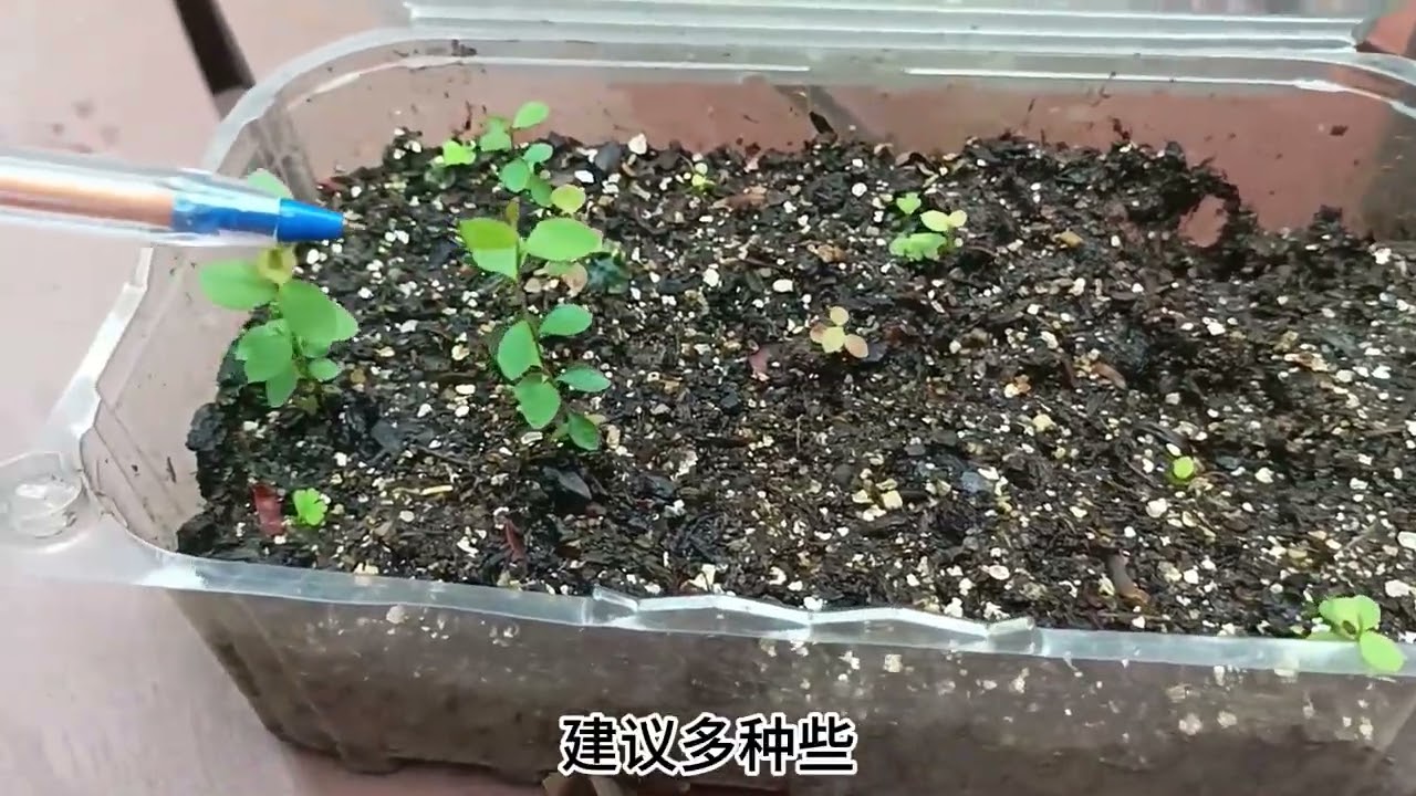 蓝莓种子育苗 蓝莓种植 如何用蓝莓的种子培育蓝莓苗呢？蓝莓的种子能培育蓝莓苗吗？
