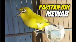 Pleci Pacitan Ori Tembakan Ceeeeerrr.. Mewah Pleci Juara 🏆