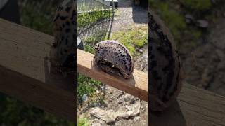Found a Leopard slug in the backyard! #mollusks #subscribe #slimy #fyp
