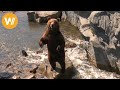 Grizzly | Unsere Tierwelt (Kurze Tierdokumentation)