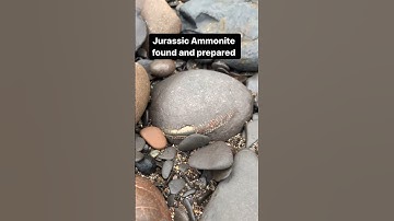 180 Million Year Old Ammonite Found And Prepared 😮💎