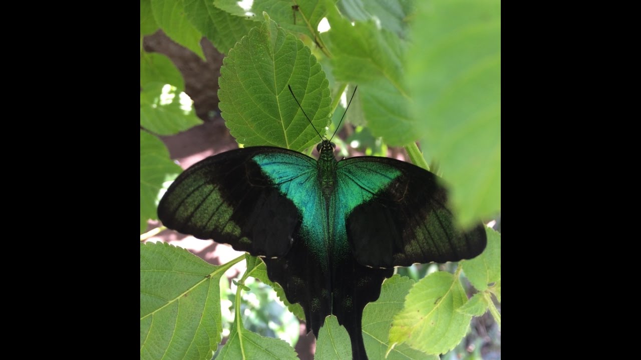 A Must Visit In Bali Kemenuh Butterfly Park Bali