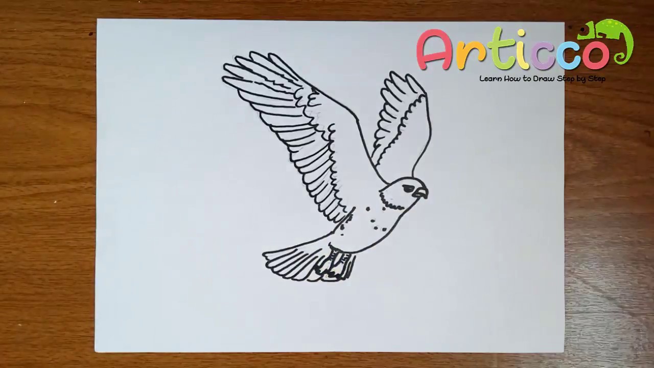 How To Draw A Hawk Easy For Kids