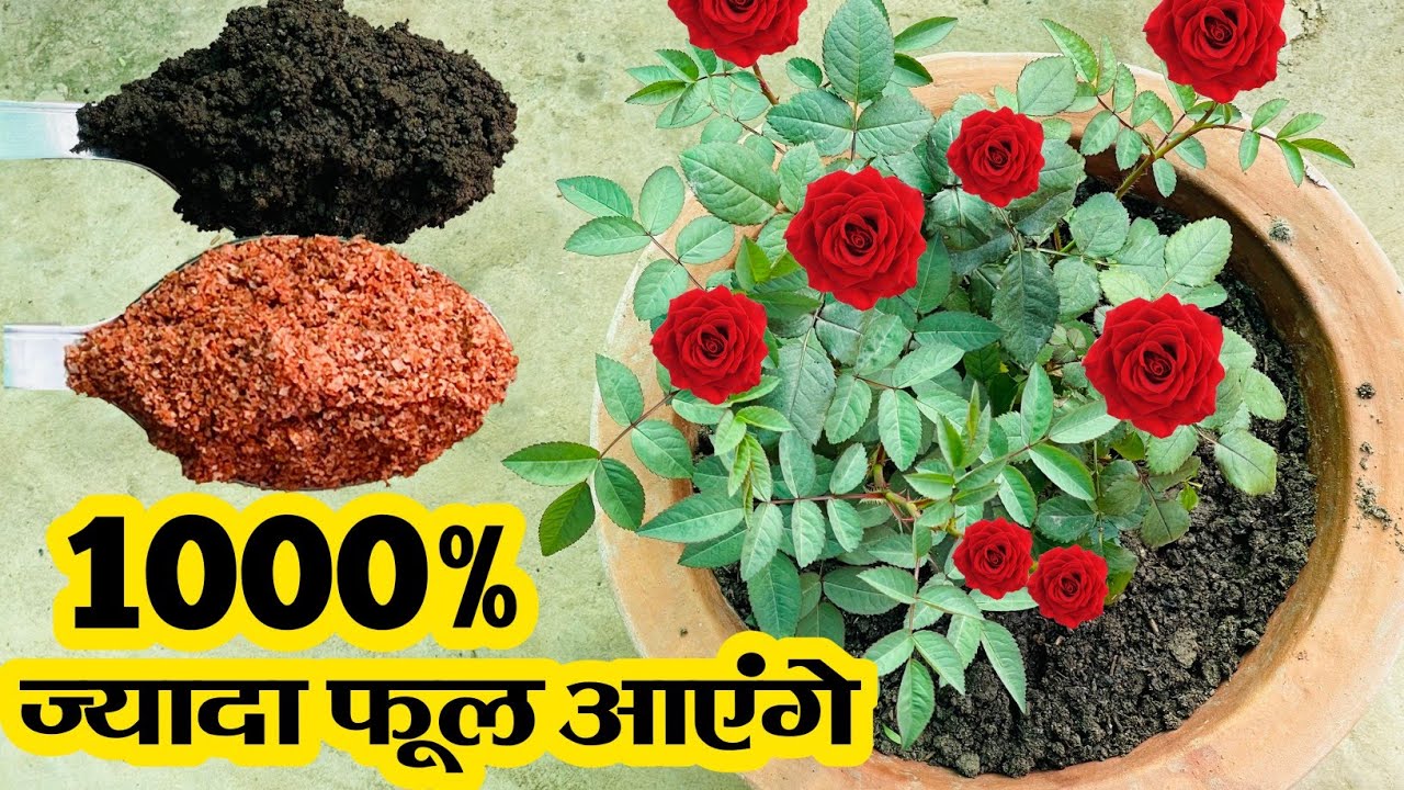 1000% ज्यादा फूल आएंगे इस खाद से गुलाब के पौधे पर || Rose Plant || Rose Plant Care