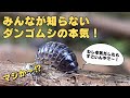 実はダンゴムシ 恐るべき力を持ってます！