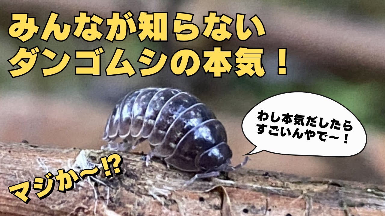 実はダンゴムシ 恐るべき力を持ってます！ - YouTube