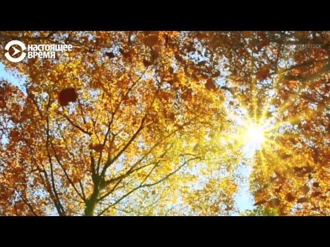 Картон из листьев: