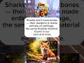 Sharks Have No Bones 🦈 #curiosidades #datoscuriosos #aprendeenshorts #aprende