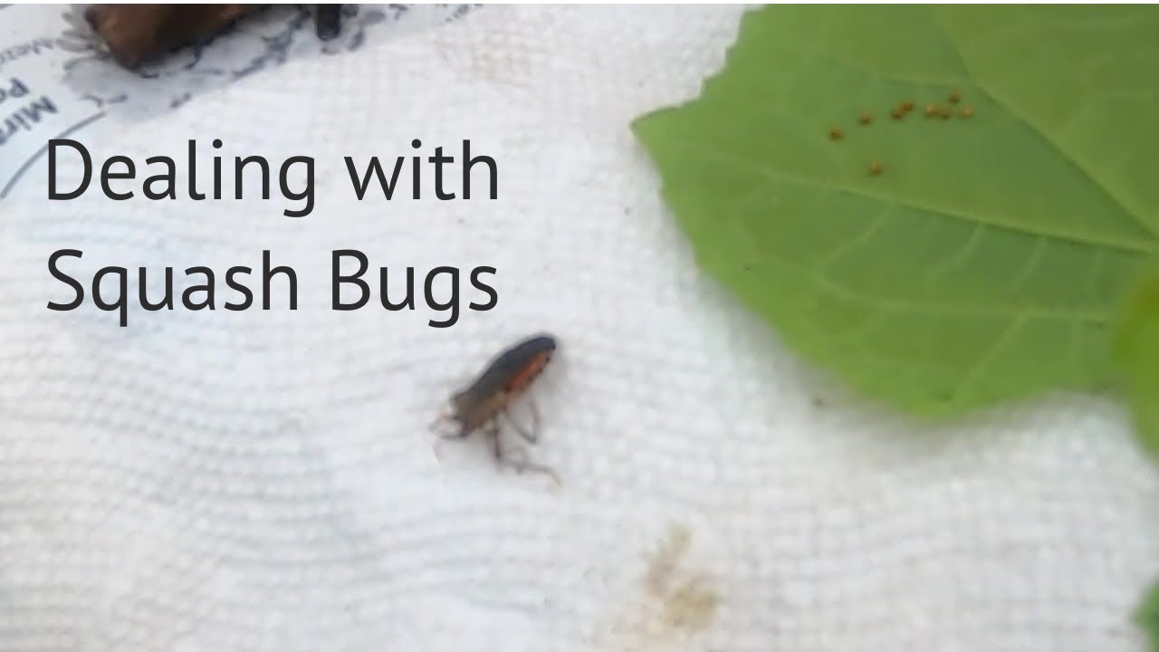 Dealing with Squash Bugs YouTube