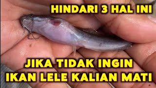 PEMULA ❗ Hindari 3 HAL ini jika tidak mau ikan lele kalian bermasalah