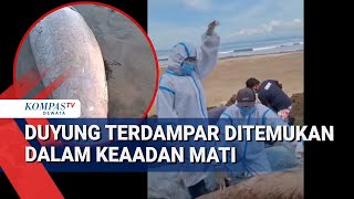 Duyung Terdampar Ditemukan Dalam Keaadan Mati