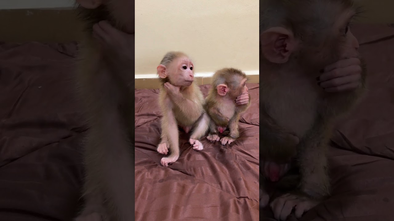 Pavpav big Mouth Cool Yawningg With Sad Titas ....