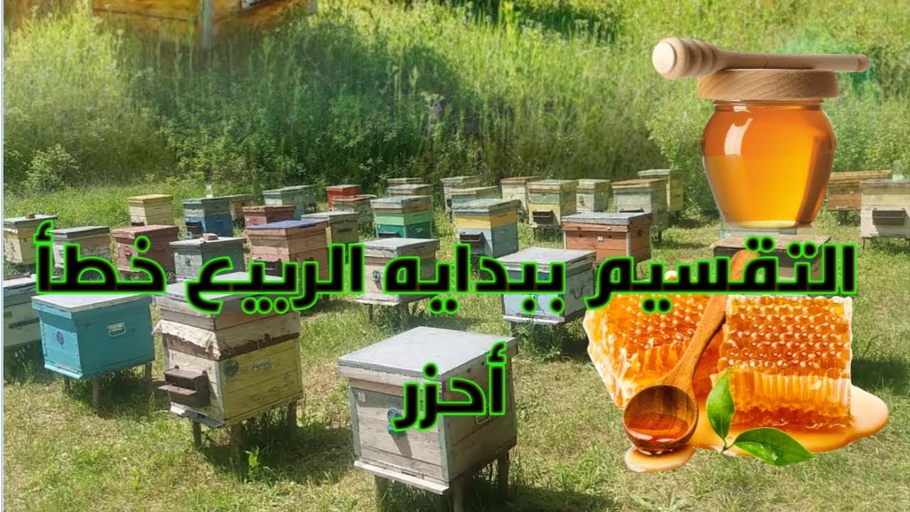 لا.. تقسم نحلك ببدايه الربيع !!تخسر العسل