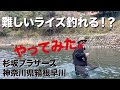 難しいライズ釣れる！？やってみた。「神奈川県箱根早川」