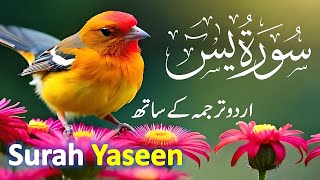 Surah Yasin ( Yaseen ) with Urdu Tarjuma | Quran tilawat | Episode 0002| Quran with Urdu Translation