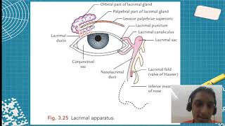 MBBS AN31.4 Lacrimal Apparatus  | Sudharshan PB