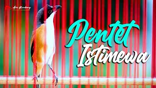 PENTET SUPER GACOR FULL ISIAN TAJEM POL MEWAH