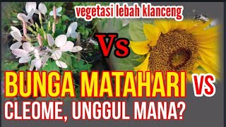 Bunga Matahari Vs Cleome, Mana yang Unggul? @jejaktrigonaindonesia