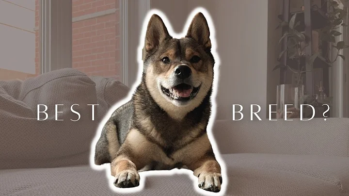 WHY are SHIBA INUs special? 🐕 truth from a first-time dog owner