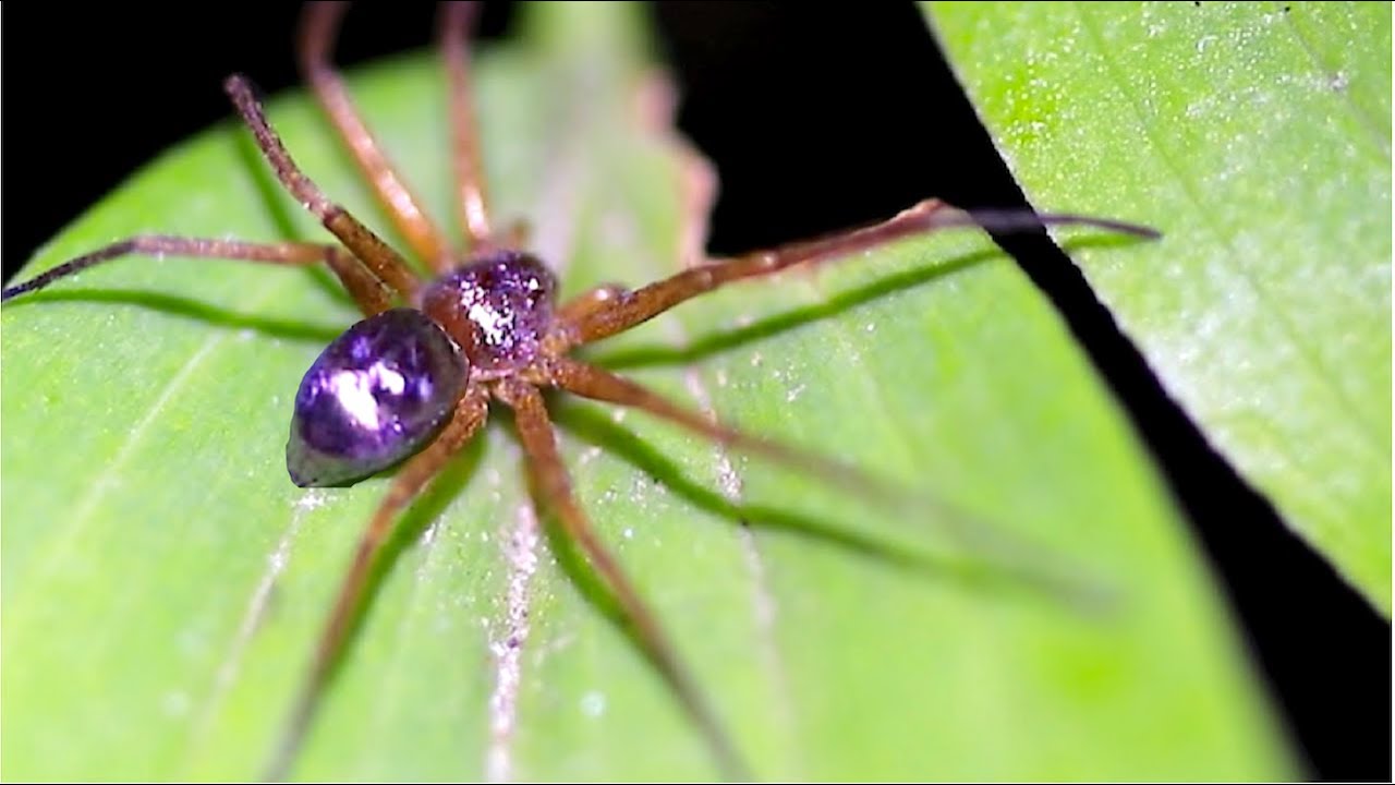 Metallic Purple Crab Spider short YouTube