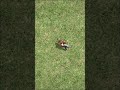 dinosaur 🦕 muttai #shortsviral