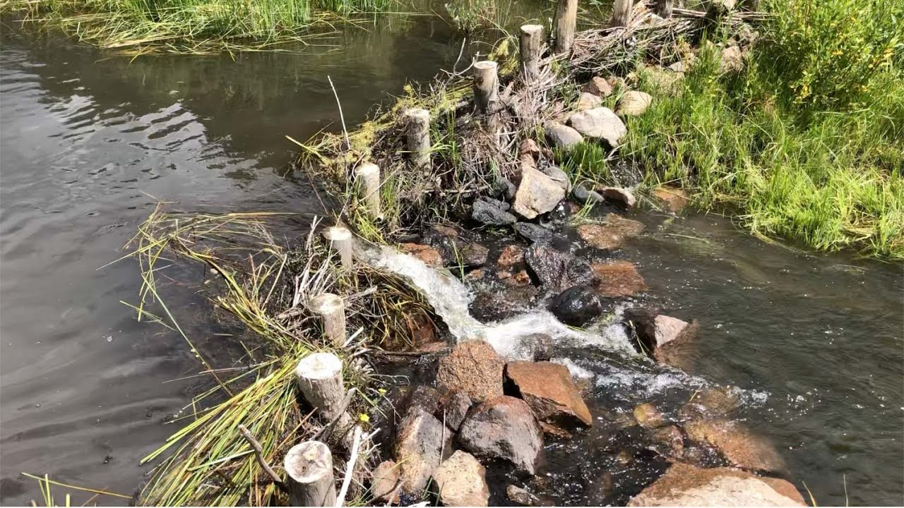 Beaver Dam Analog on San Antonio Creek with Special Appearance by Local Muskrat