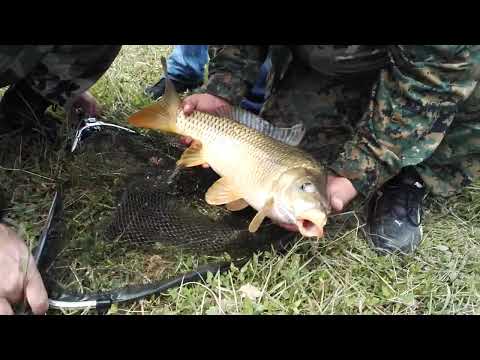 შაორი 2016