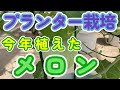 2025年に植えたメロンです