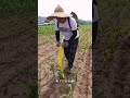 Real Village Life 👩🌾🌿 | boys Fertilizing Corn Field with Pure Hard Work 🌽🔥