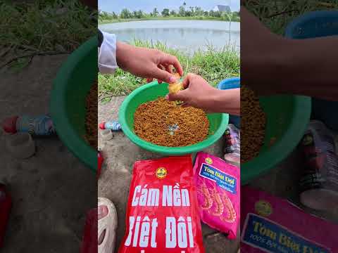 Bài mồi quấn ổ :)) #cauca
