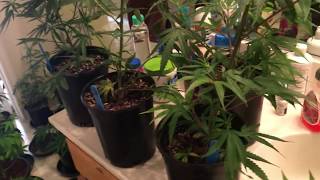 Veg Tent Update and a Look at topping clones