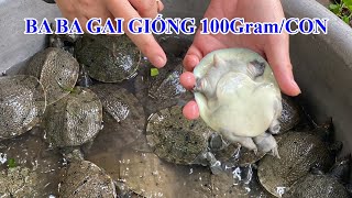 Ba ba gai giống nặng 100gram, cách ngâm thuốc cho ba ba trước khi thả xuống bể hoặc ao nuôi