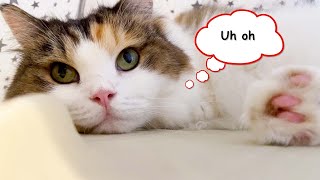 Why do Cats have Whiskers? First Time Cat Owners Guide😅 by Lion City Cats  296 views 1 year ago 3 minutes, 11 seconds