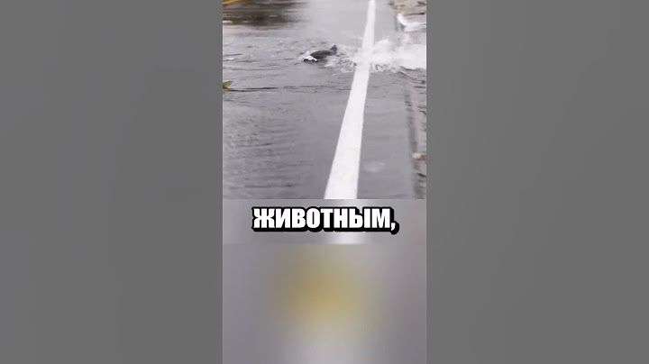 Лосось переходит дорогу