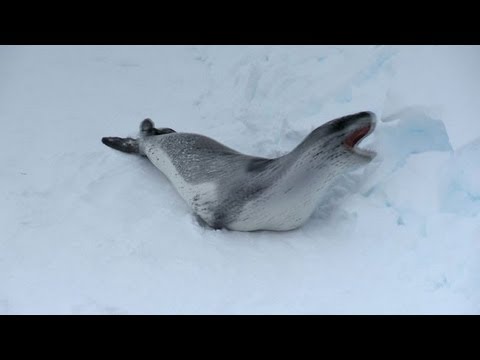 Breaking Ice: Watching for Wildlife