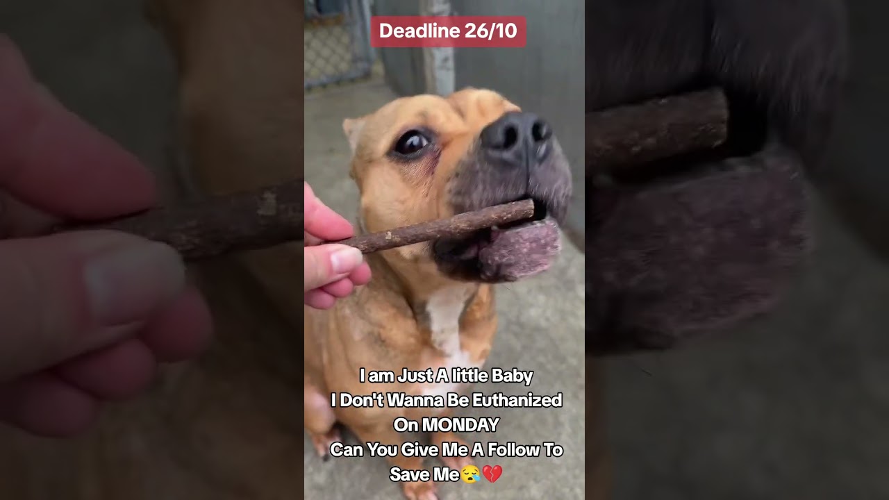 BoXer Mix needs Your Help 