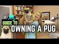 Owning A Pug What You Need To Know