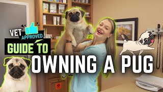 Owning a Pug!?! What you need to know! by Doctor Lindsay Butzer DVM 1,545 views 5 months ago 4 minutes, 2 seconds