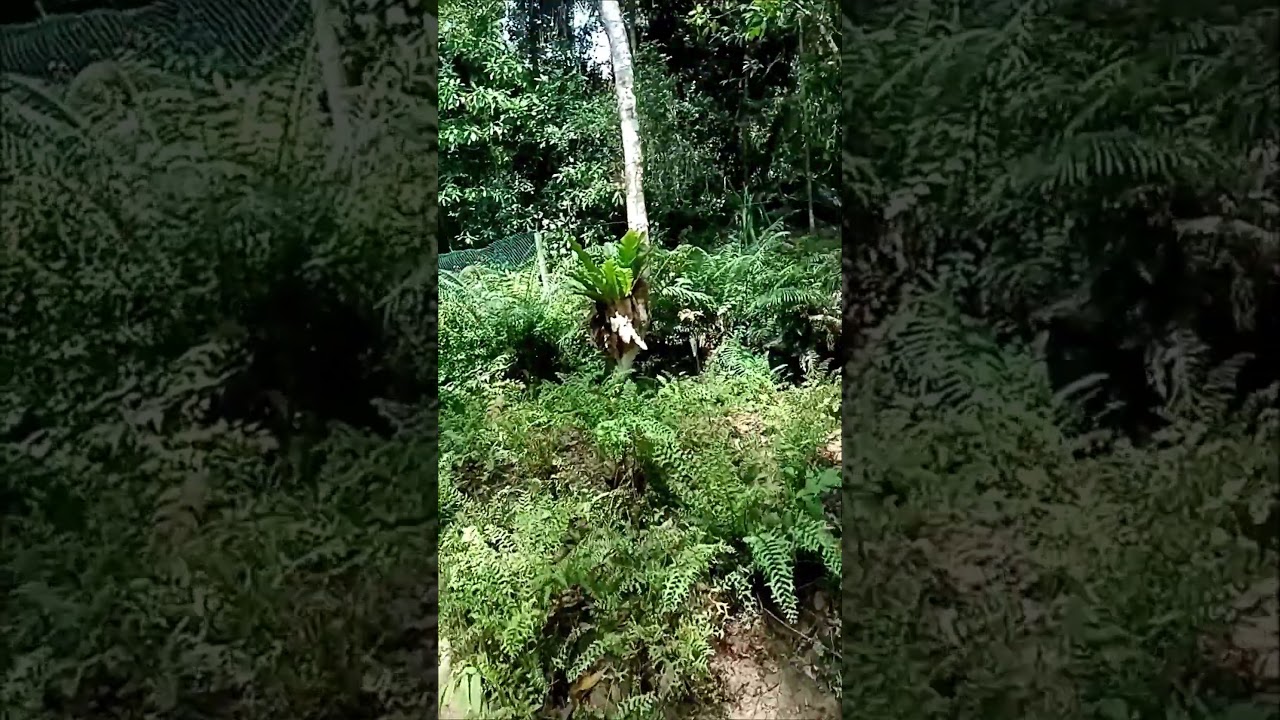 Nature’s ASMR: Hidden Stream in the Fernery 