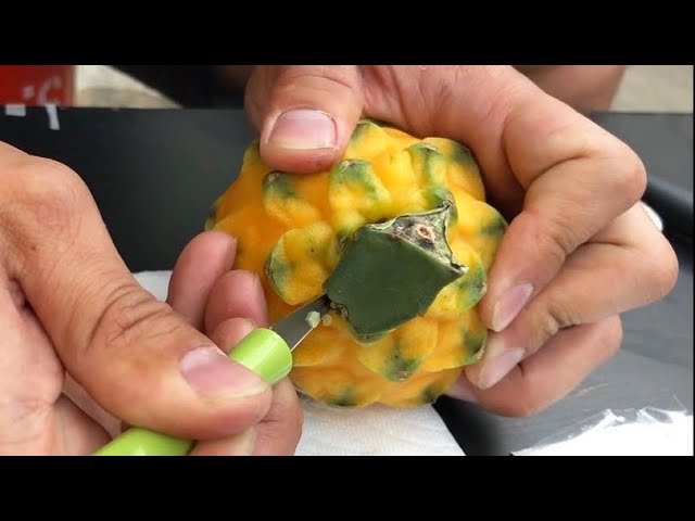 How to Clone Graft a Dragon Fruit - YouTube