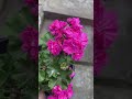 Geranium 🥰❤️ #flower #geranium #flowerreels #beautiful #flowerarrangements #flowers #geraniums