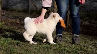 The Cutest White American Akita Puppy!