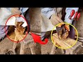 Trimming donkey hooves, thorough and clean, very relaxing to watch