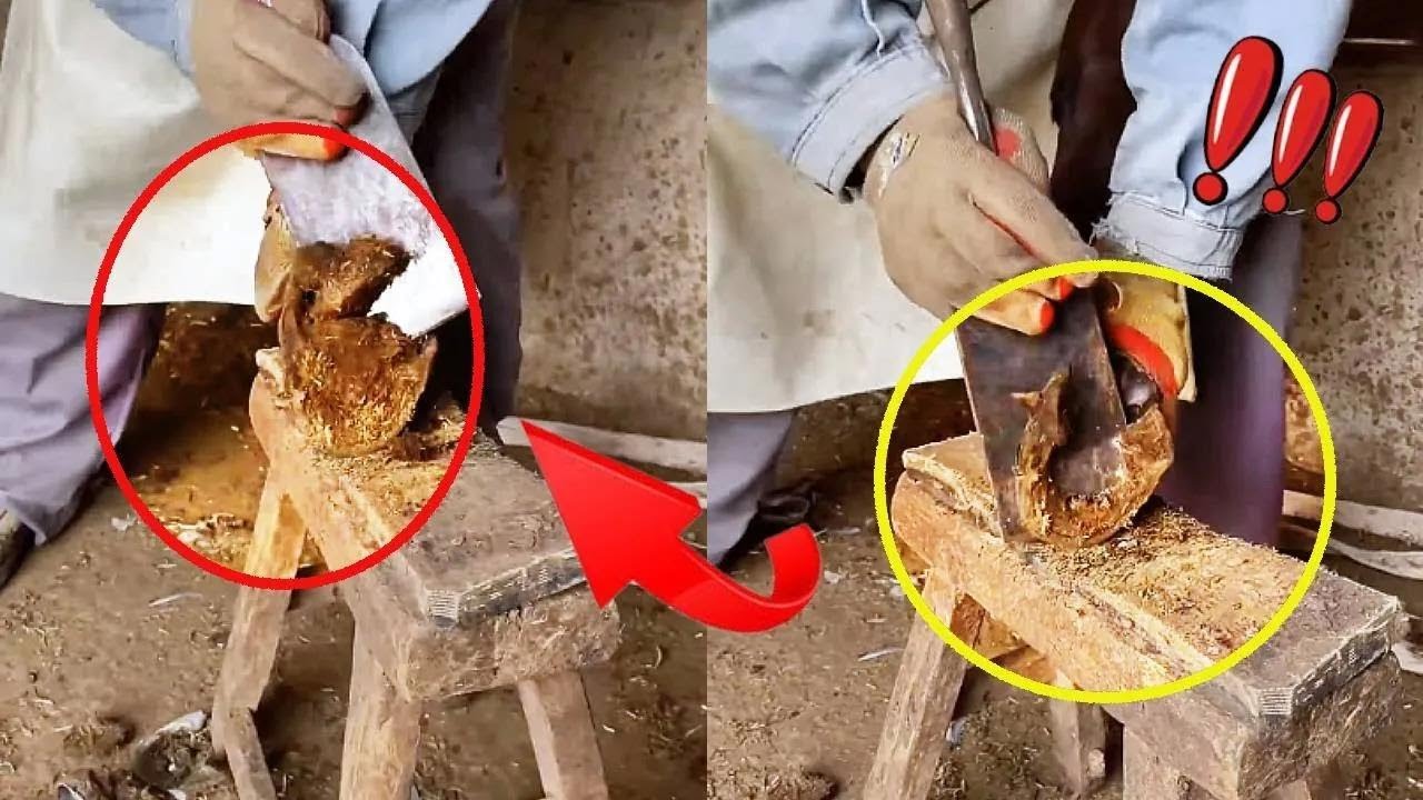 Trimming donkey hooves, thorough and clean, very relaxing to watch ...