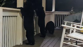 Bear Ruby and Crew — Hoodlum Ninjas