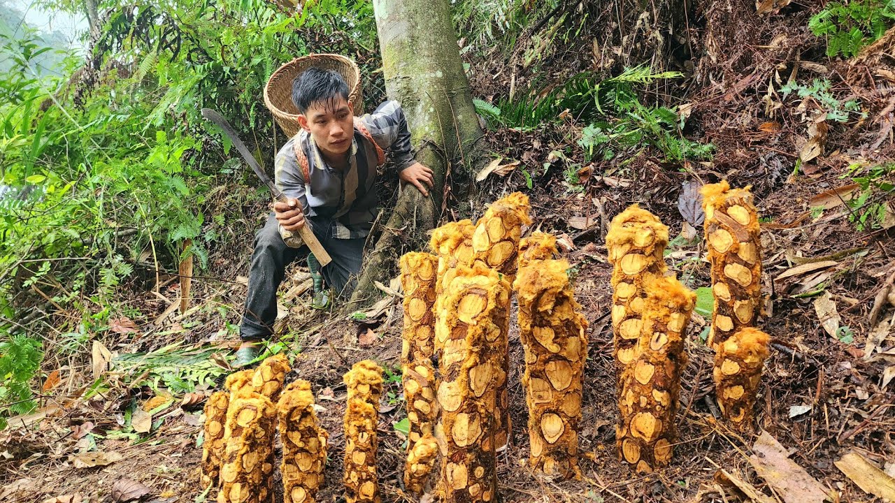 Harvest Ferns for Sale, Build a Farm Life || Triệu Văn Tính