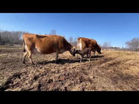 New Life: Moon had a calf!