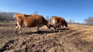 New Life:  Moon had a calf!