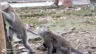 Monyet Yang Udah Tua Banget,,Mungkin Udah Puluhan Tahun Usianya