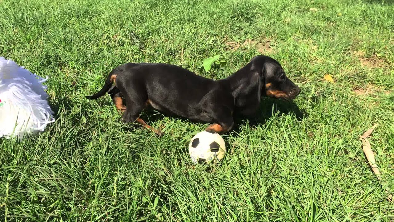 3 month old dachshund
